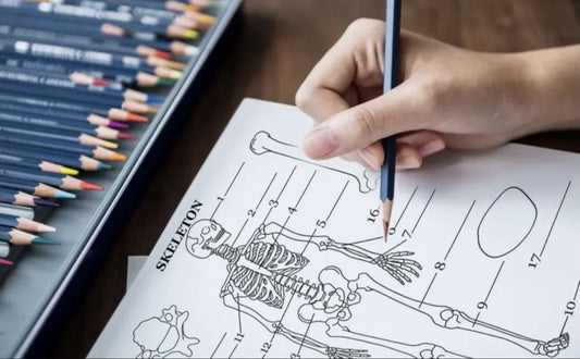 Human Anatomy Coloring Book