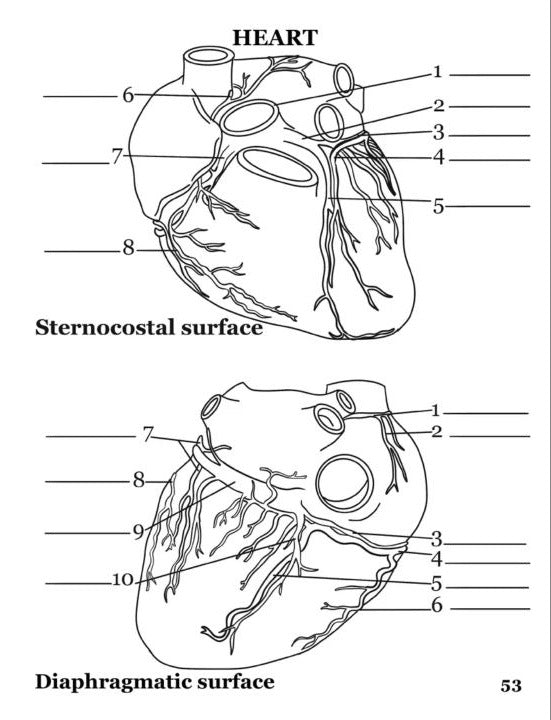 Human Anatomy Coloring Book