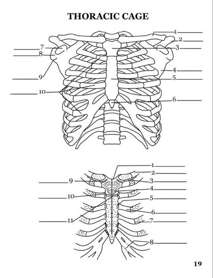 Human Anatomy Coloring Book
