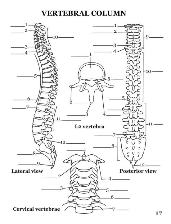 Human Anatomy Coloring Book
